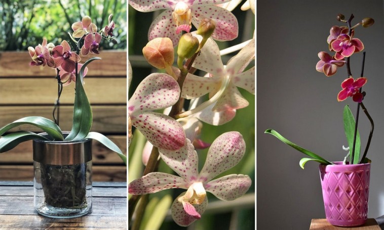 Az orchidea gondozása nem feltétlenül bonyolult: íme a legfontosabb szabályok