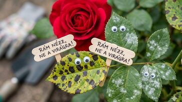 7 gyakori rózsaprobléma, amit először a levelek jeleznek – nem a virágok