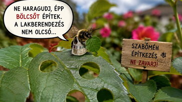 Szabályos körök hiányoznak a rózsa leveléből? Ne permetezz, egy apró szabó dolgozik a kertben