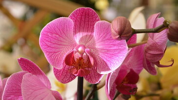 Túlélő orchideák – miért pusztulnak el az ünnepek után, és hogyan lehetne elkerülni?