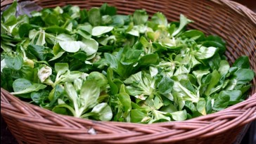Galambbegy saláta: őszi vetés, téli zsákmány