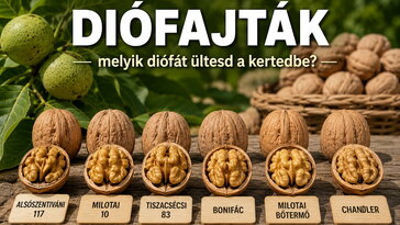 Diófajták összehasonlítása: melyik diófát ültesd, ha nem csak árnyékot, hanem rendes termést is szeretnél?