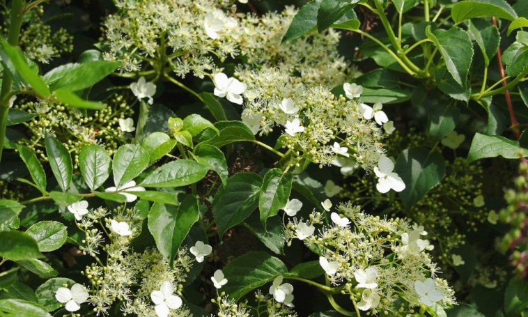 Kúszó hortenzia: a kert függőleges növekedésű dísze