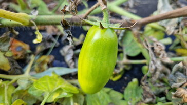 Nálad is elfagyott a paradicsom bokra, de tele van zöld paradicsommal?