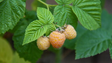 B9b3568374783cee253f6dac9f0c92fb W364 H205 Cp