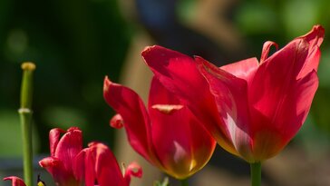 Kiássuk a tulipánhagymákat vagy maradhatnak a helyükön?