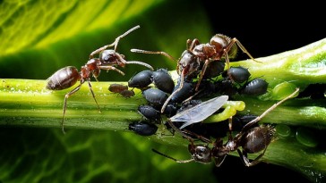 A hangyák gyomrához a levéltetveken keresztül vezet az út