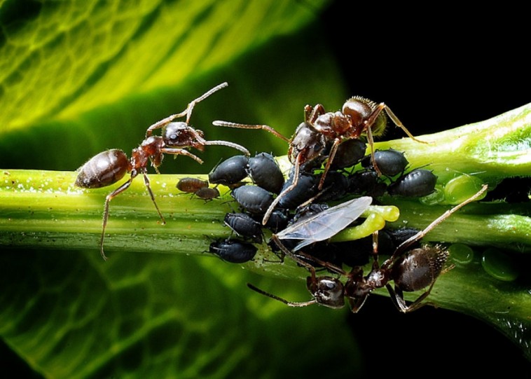 A hangyák gyomrához a levéltetveken keresztül vezet az út