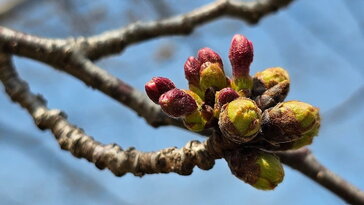 Hogyan „dönti el” egy növény, mikor induljon tavasszal? – Jelek, emlékek és óvatosság