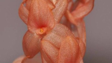 Lenyűgöző felfedezés a Fülöp-szigeteken - eddig ismeretlen orchideára bukkantak