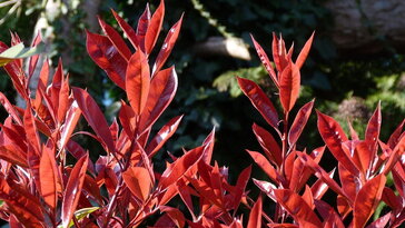 Korallberkenye – a kert vörösbe boruló dísze, amely minden tavasszal tűzijátékot rendez