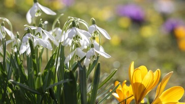 A metszéstől a hóvirág osztásáig: februári tippek a kiskertben