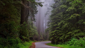 Kínai mamutfenyő – a kert élő őslénye, amely visszatért a múltból
