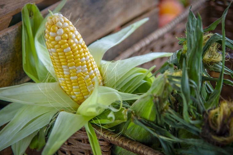 Kukoricacsuhé, bajusz, csutka: értékes anyagok a kertben és a bögrében