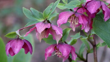 A hunyor, ami a hó alól virágzik – a tél egyik legnagyobb botanikai csodája
