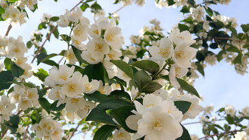 Jezsámen – a kert illatkirálya, amely minden tavasszal újra elcsábít