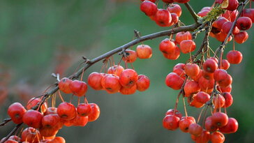 Díszalmák – a kert legszínesebb, legcsábítóbb kisfái