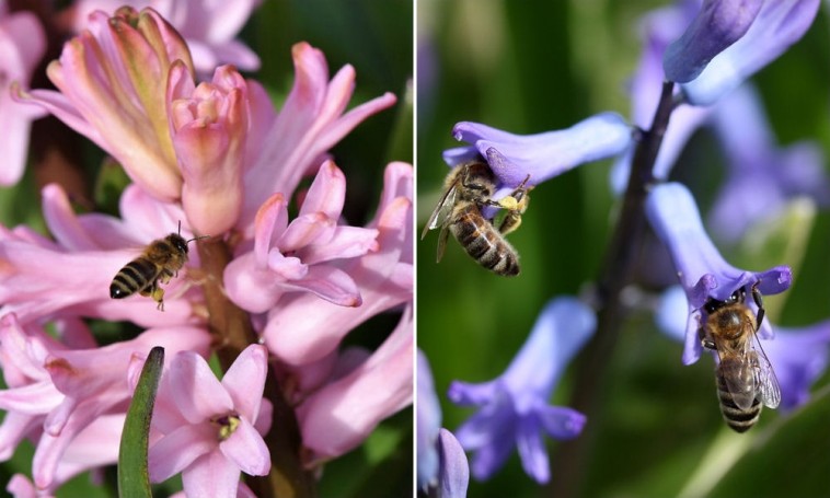 A tavaszi virágok korai méhlegelőt biztosítanak a beporzóknak