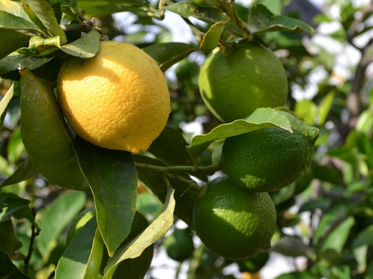 Hol és hogyan teleltesd a citromfát?
