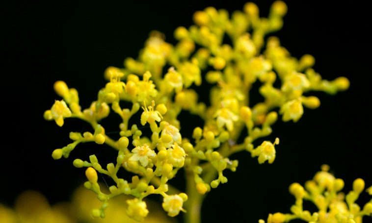Karakteres illatot áraszt a sárga virágú dísznövény