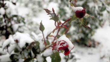 Novemberi hó a kertben – rázzuk le a növényekről vagy hagyjuk rajtuk?