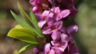 Farkasboroszlán: illatos virág halálos méreggel