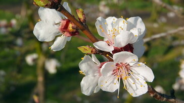 Mire jó a kajszi, ha sosem terem? – Avagy a kertész és a remény örök párharca
