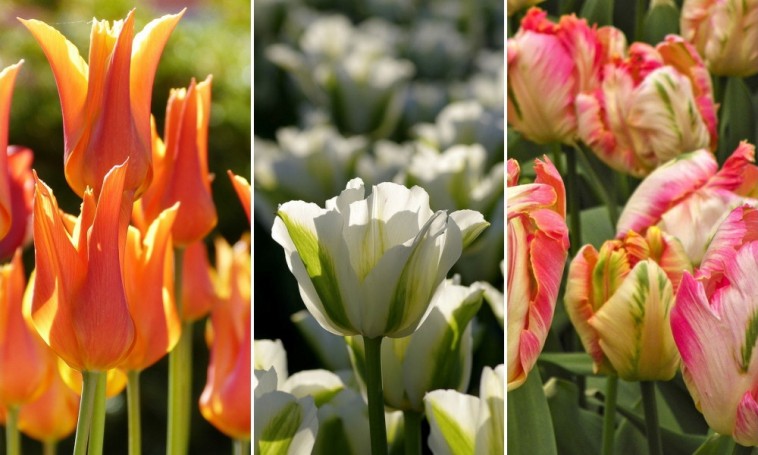 Hosszabbítsuk meg a tulipánszezont viridiflora vagy liliomvirágú tulipánokkal