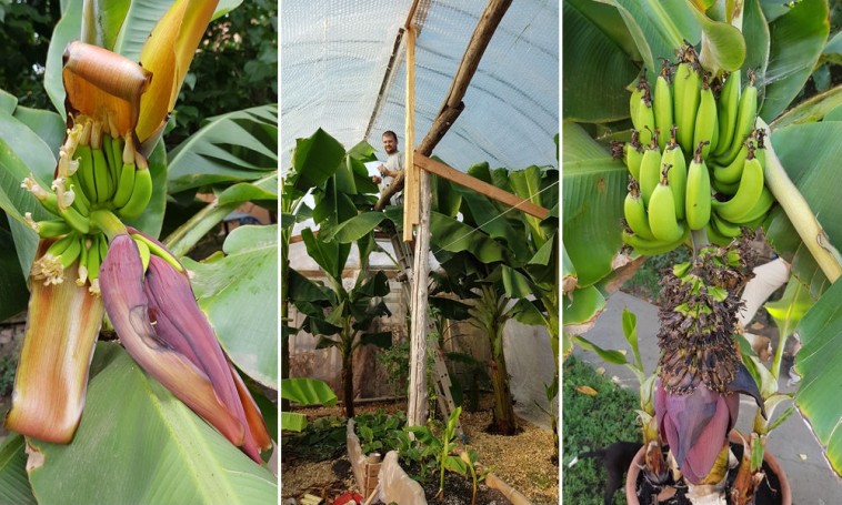 növényi banánt