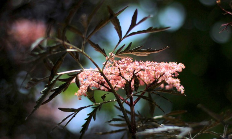 A fekete bodza rózsaszín virágú fajtája különleges dísznövény