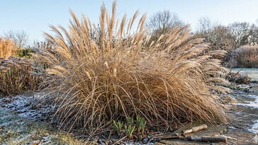 Díszfüvek visszavágása – most jött el az idő, vagy várjunk még?