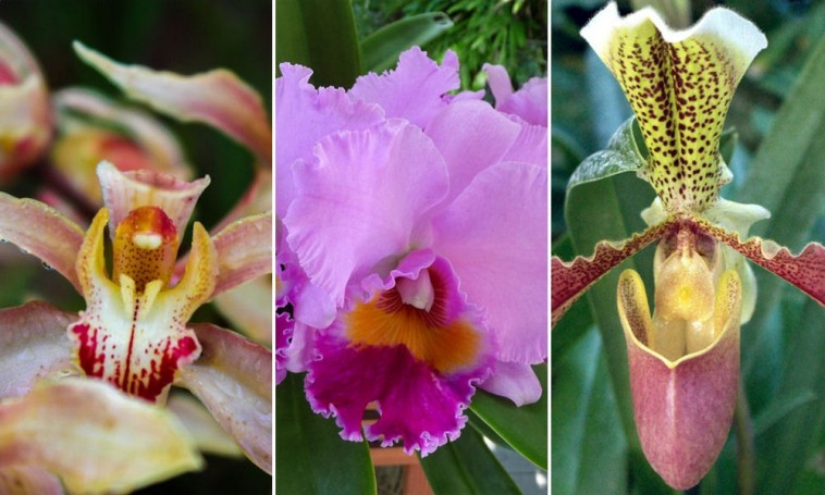 Elképesztően változatos szín- és formavilág: ez az, ami közös az orchideákban!