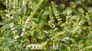 Tényleg kiirthatatlan a menta? Akkor miért pusztul ki ennyi kertben?