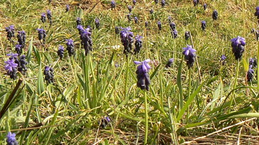 Fürtös gyöngyike, ami az embertől egyenesen a vadonba szökött