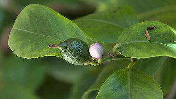 Mitől potyognak a citromfa levelei? Eláruljuk a leggyakoribb okokat!
