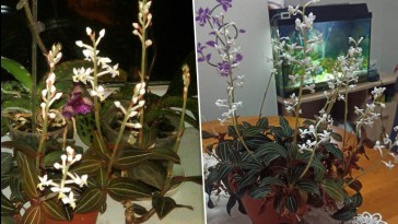 Így gondozd az ékszerorchideát