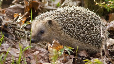A sünök téli Airbnb-je – hogyan NE alakítsunk ki szállást nekik?