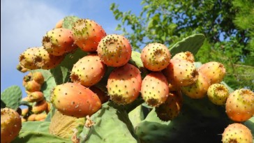 Gyümölcstermő fügekaktusz: a bátrak csemegéje
