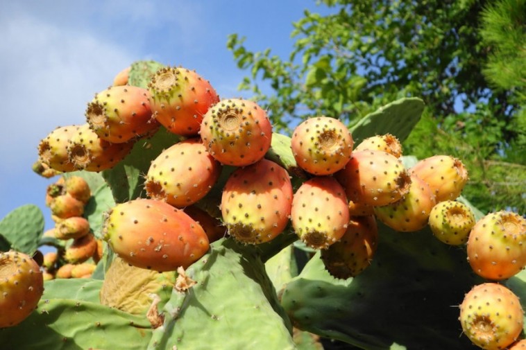 Gyümölcstermő fügekaktusz: a bátrak csemegéje