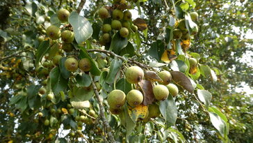 Vadkörte – a fa, amelyik nem akar tetszeni, mégis tiszteletet parancsol