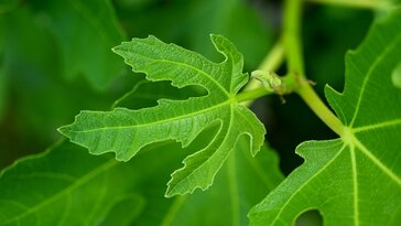 Az egészség forrása a fügefa levelében: lehetséges gyógyhatások és konyhai felhasználás