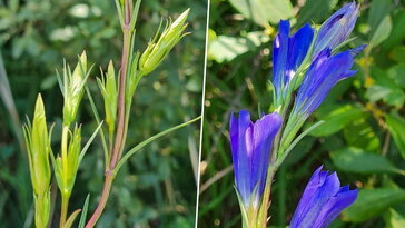 Kornistárnics, a hangyaboglárka kedvenc étele