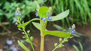 Deréce veronika: téli vitaminforrás kék virágokkal
