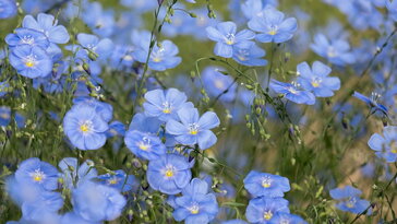 D29f52ba40608ccbf9d2ecd981da52a9 W364 H205 Cp