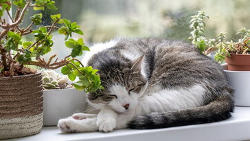 Téli ablakpárkány – mit bír el valójában?