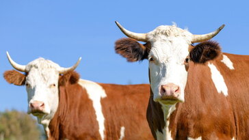 December 16. - A tél a jószág mozdulataiban mutatja meg a jövőt