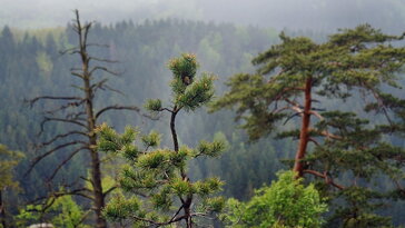 Havasi törpefenyők – a kert szívós, mókás hegylakói