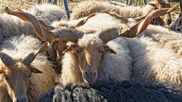 November 13. – Aranyszájú Szent János napja: a novemberi csend