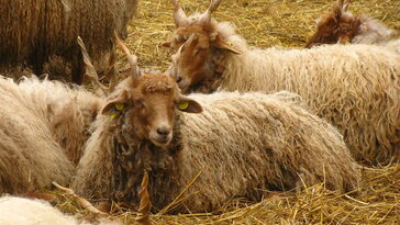 November 6. – Szent Lénárd napja: a jószág őrzője és a pásztorok védelmezője
