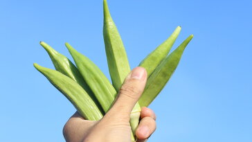 Miért nyálkás az okra? – A növény túlélési trükkje a konyhában